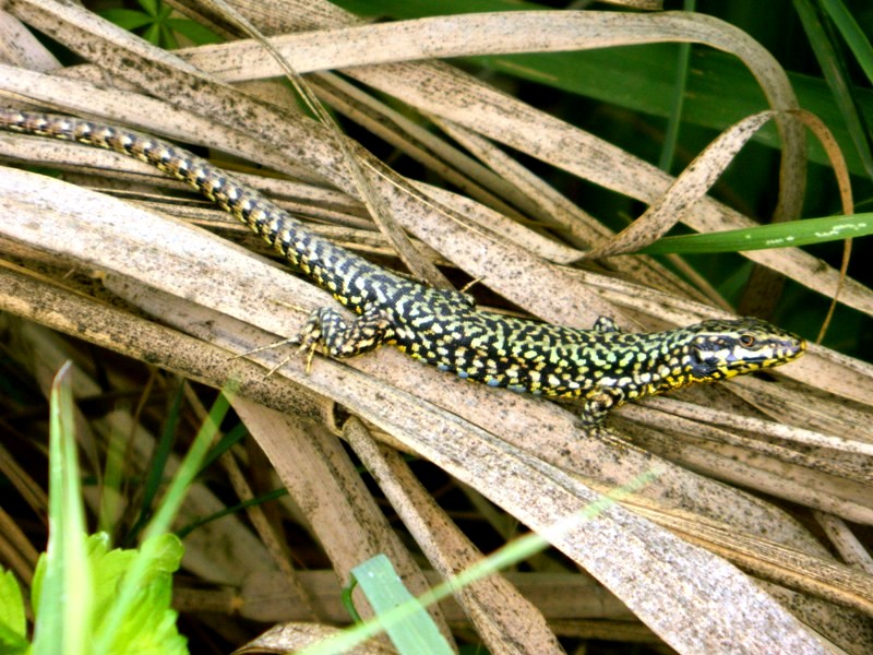 Lucertola della pianura padana